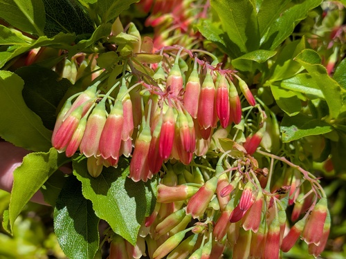 Vaccinium cylindraceum