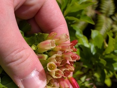 Vaccinium cylindraceum, photograph (c) Michael, Antoni and Nihat Hinczewski, some rights reserved (CC BY)