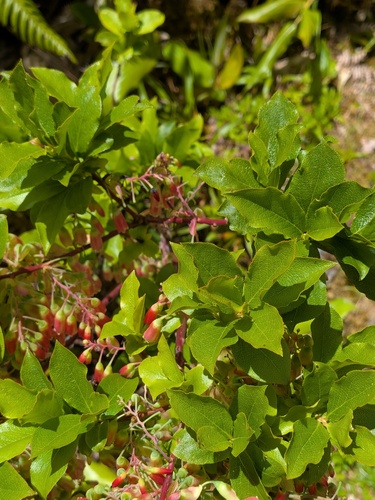 Vaccinium cylindraceum, photograph 1