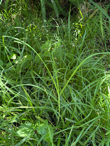 Cenchrus clandestinus observed 2026-07-27