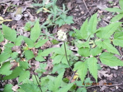 Actaea pachypoda