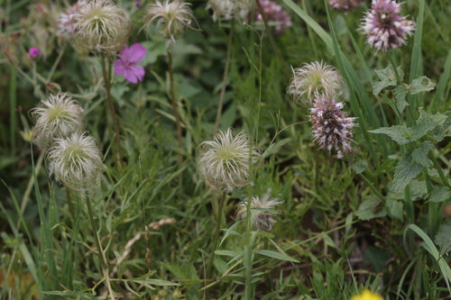 Clematis hirsutissima
