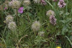 Clematis hirsutissima