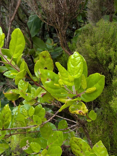 Viburnum treleasei, photograph 5