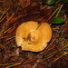 Lactarius croceus - Photo (c) Erlon Bailey, some rights reserved (CC BY-SA), uploaded by Erlon Bailey