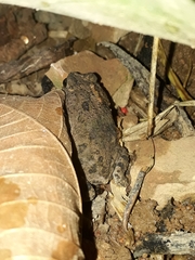 Rhinella granulosa