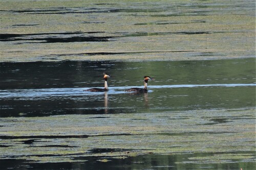 iNaturalist image