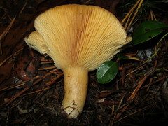 Lactarius croceus