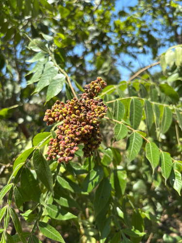 shining sumac