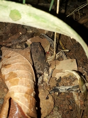 Rhinella granulosa