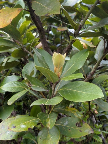Laurus azorica, photograph 4