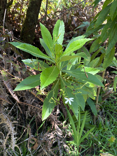 Scaevola chamissoniana observed 2026-07-27
