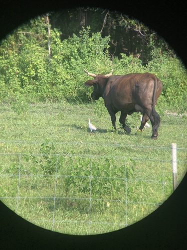 iNaturalist image