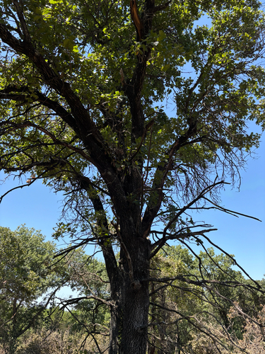blackjack oak