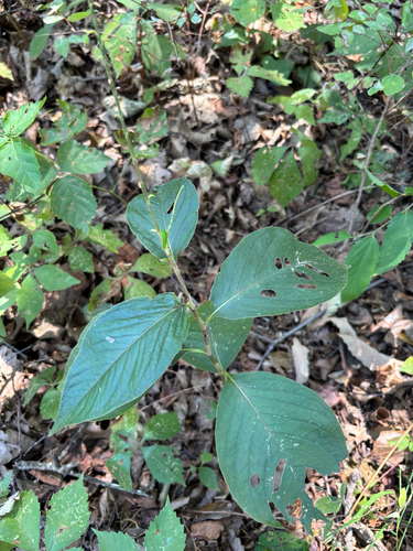 American jumpseed
