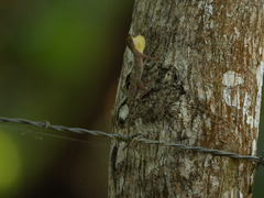 Middle American Smooth Anole photo 3