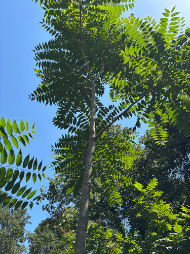 tree-of-heaven