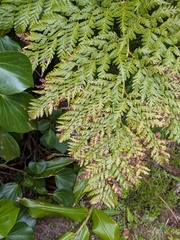 Culcita macrocarpa, photograph (c) Michael, Antoni and Nihat Hinczewski, some rights reserved (CC BY)