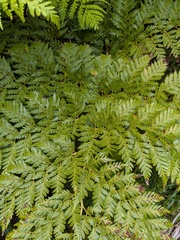 Culcita macrocarpa, photograph (c) Michael, Antoni and Nihat Hinczewski, some rights reserved (CC BY)