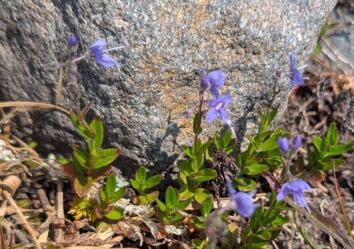 Veronica cusickii, photograph 3