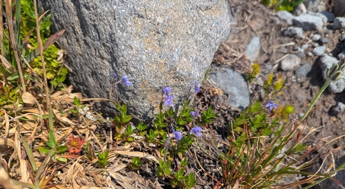 Veronica cusickii, photograph 4