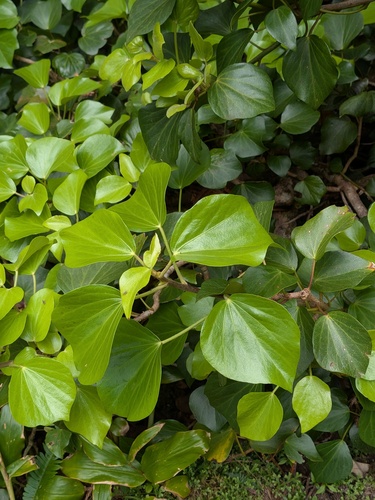 Hedera azorica