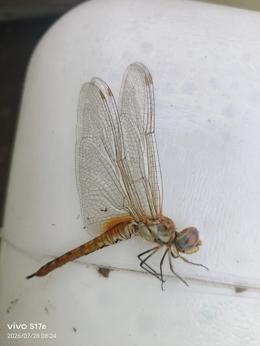 Wandering Glider