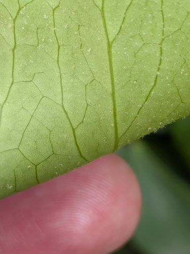 Hedera azorica, photograph 3