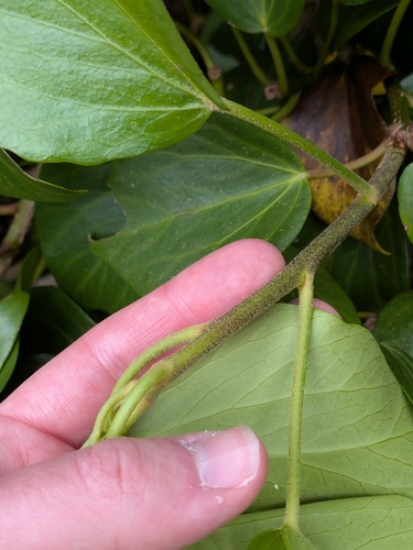 Hedera azorica, photograph 4