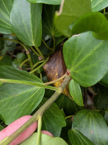 Hedera azorica, photograph 2
