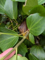 Hedera azorica, photograph (c) Michael, Antoni and Nihat Hinczewski, some rights reserved (CC BY)