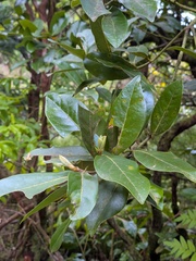 Laurus azorica, photograph (c) Michael, Antoni and Nihat Hinczewski, some rights reserved (CC BY)