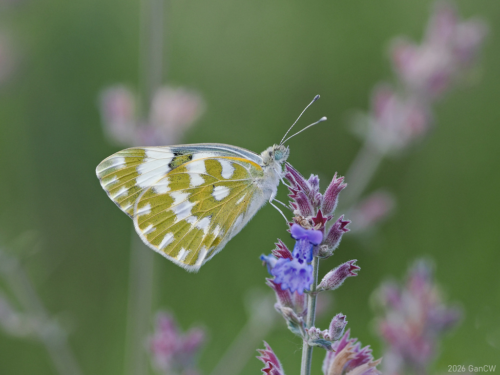 Eastern Bath White