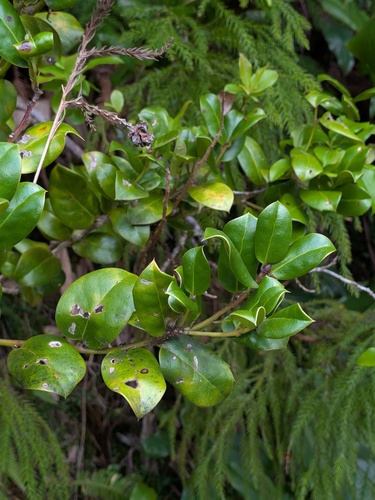Ilex perado