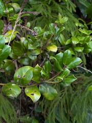 Ilex perado