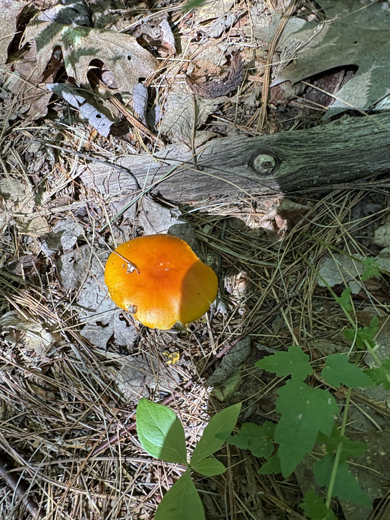Yellow Patches · July 2026 · photo: Photo: (c) allball003, some rights reserved (CC BY) · iNaturalist