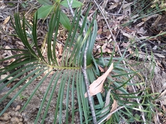 Macrozamia spiralis
