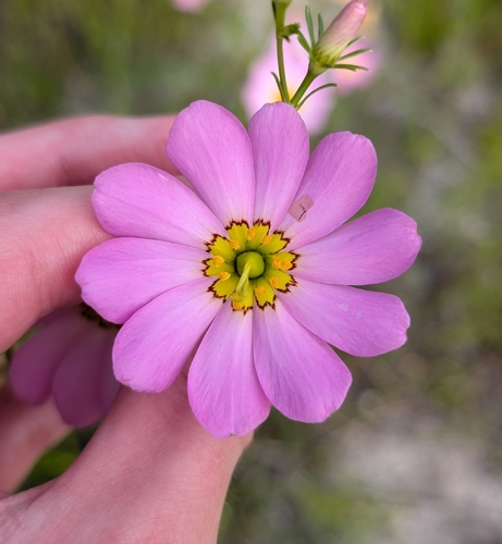 Sabatia kennedyana, photograph 2