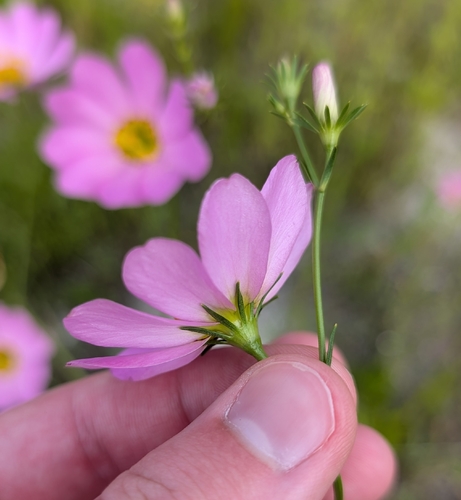 Sabatia kennedyana, photograph 3