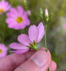Sabatia kennedyana, photograph (c) Tyler Ekholm, some rights reserved (CC BY)