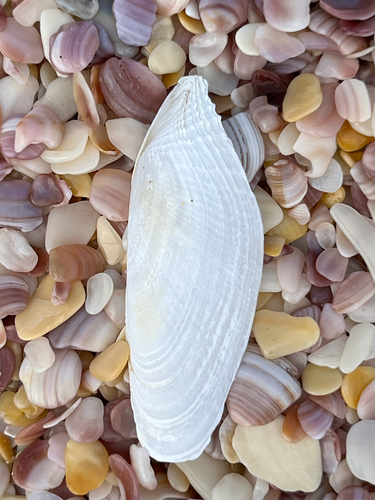 Barnea similis, 2026-07-28
