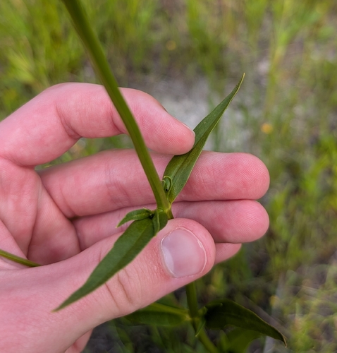 Sabatia kennedyana, photograph 4