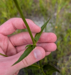 Sabatia kennedyana, photograph (c) Tyler Ekholm, some rights reserved (CC BY)