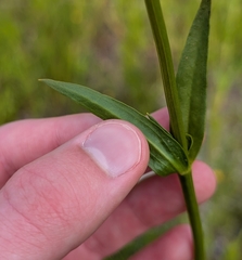 Sabatia kennedyana, photograph (c) Tyler Ekholm, some rights reserved (CC BY)