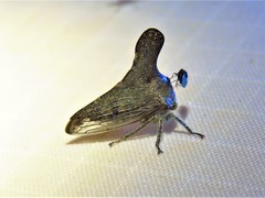 Glossonotus acuminatus