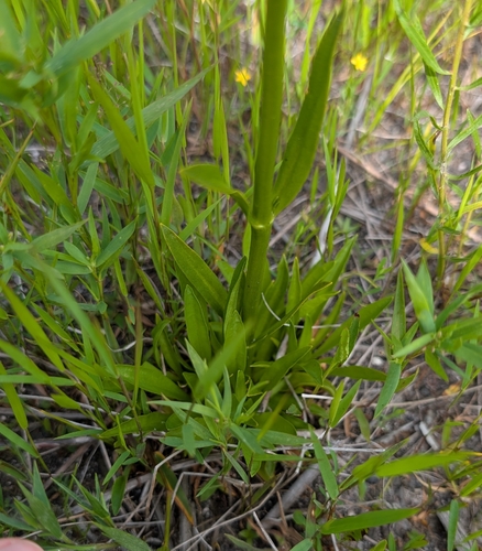 Sabatia kennedyana, photograph 6