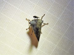 Glossonotus acuminatus