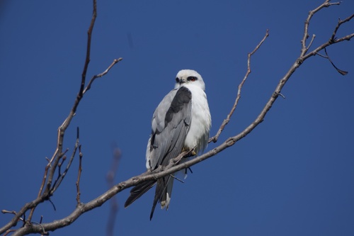 Black-shouldered Kite