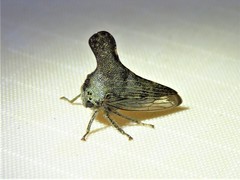 Glossonotus acuminatus