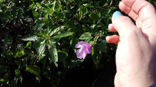 Image of Hibiscus furcellatus by (c) Michelle Smith, some rights reserved (CC BY)